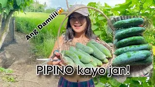 Ang Dami Kong Napitas na Pipino sa Bukid 🌾