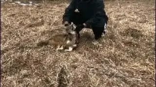 Instant Death of Coyote WARNING GRAPHIC!!