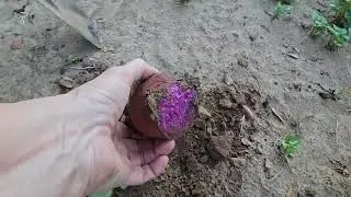 NO More Purple Sweet Potatoes || Cub Update || Welfare Cows
