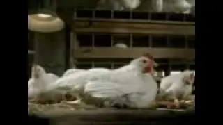 Tavuk halayı