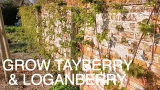 Grow Tayberry & Loganberry