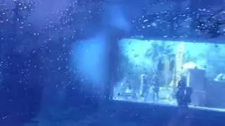 Aquaventure Waterpark Atlantis Full HD the palm shark attack tube from start to finish