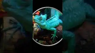 #Shorts Шлемоносный Василиск. Видео с Животными. Самые Красивые Ящерицы. Шортс Видео Shorts Животные