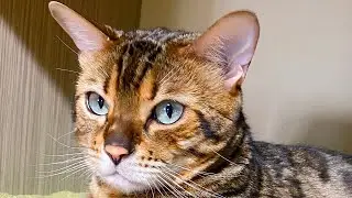 Жизнь  и приколы  кота Лео! Нежность бенгальского кота Лео зашкаливает! 