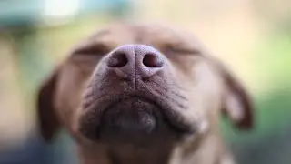 Dog Healing Frequency | DOG HYPNOSIS