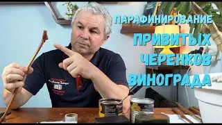 Парафинирование привитых черенков винограда.
