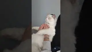 mochi mochi Noah #cute #cat #funnycats