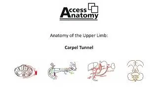 Anatomy of the Upper Limb 9 - Carpal Tunnel