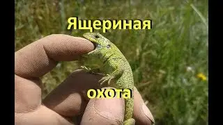Большая охота на ящериц / ящерица прыткая / ловля, содержание, транспортировка