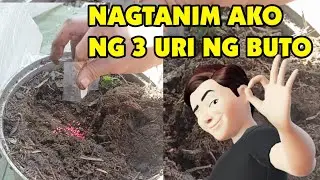 nagtanim ako ng ibat ibang uri ng Buto #shortvideo