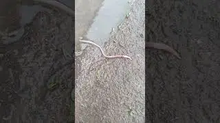 дождевой червь ползет быстро жостко