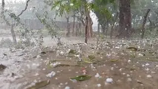 Giant Hailstones and Torrential Rainstorm Wreak Havoc on Trees!