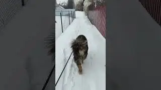 Акция на семена
