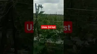 Timun tumbuh  Subur Panen Maju