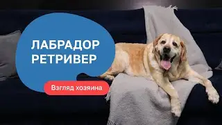 Лабрадор-ретривер — все о породе, плюсы и минусы — шоу «Ожидание/реальность»