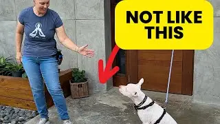 How to Greet a New Dog