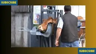 Abattoir(Slaughter House).