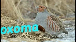 Охота с пневматикой на куропатку/фазана,нашел дупла куницы!