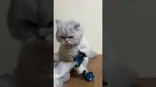 How Cats Work 🥊