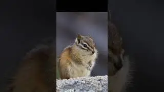 Chipmunk  Frozen