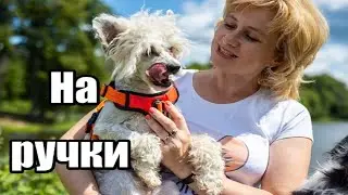 КАК научить собаку ЗАПРЫГИВАТЬ НА РУЧКИ. Дрессировка собак. Забавные трюки