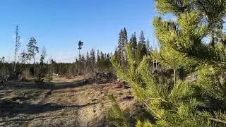 Лось? Не лось!