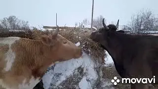 Очередные будни за январь