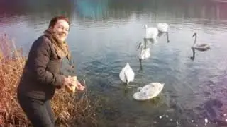 ЛЕБЕДИ, ЛЕБЕДИ...