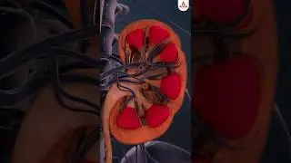 🔴 All about kidney | class 11 