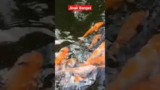 Ya Ampun.... Jinak banget ini ikan🤩