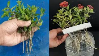 Easy way to propagate Ixora/Rangan plant from cuttings by water