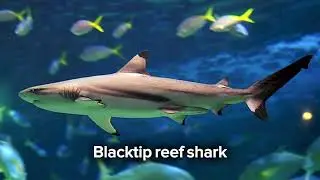 Blacktip reef shark