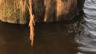 Shad Spawn on cypress trees