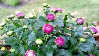 Fall Plants For the Balcony Garden
