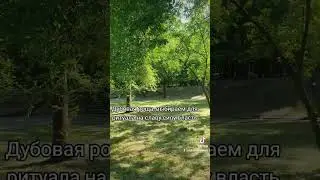 Дубовая роща место ритуала 