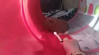 пс..яблучко ннада? #guineapig #морская_свинка