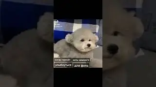 🐩 Смешная собачка 🐩 | ТикТок 