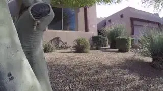 7130 E Saddleback St #15, Mesa, Arizona 85207