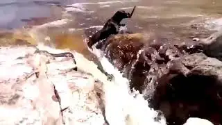 Собачья взаимовыручка: пёс спасает друга
