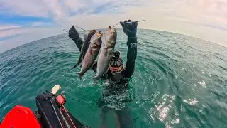 Sea bass season is open! Catch & Cook