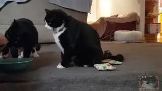 IT'S TREAT TIME FOR SAM, BELLA AND PENNY
