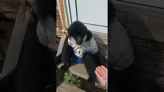 вот и поздоровались😜🤭🐒 #monkey #petmonkey #обезьяна#животные #прикол #экзотика #animals #питомец
