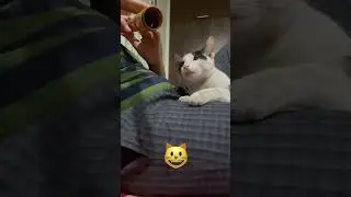 Angry Cat 🙀 #shorts #music
