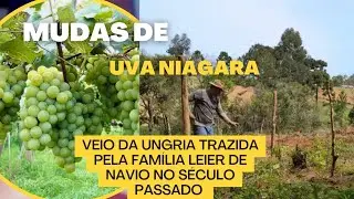 Cuidado Com As Uvas Niágara No Refúgio