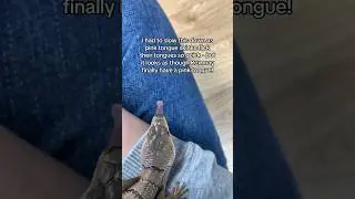 Slow Motion Skink Tongue Flicks Like A Snake