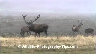 Red Deer in the Mist