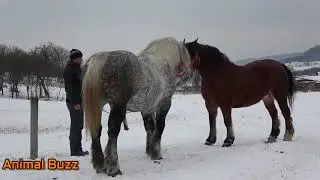 Amazing Top Beautiful Giant Horse Mating   How to Breeding Horse