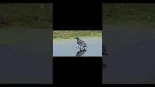 Черная цапля 