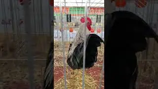 Pira pinta asturiana negro macho campeón de 22