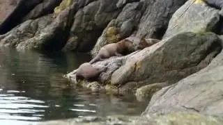 River Otters at Albert Head in Metchosin/Colwood